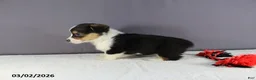 Welsh Corgi Pembroke dogs for sale: Hazel - Ad 4