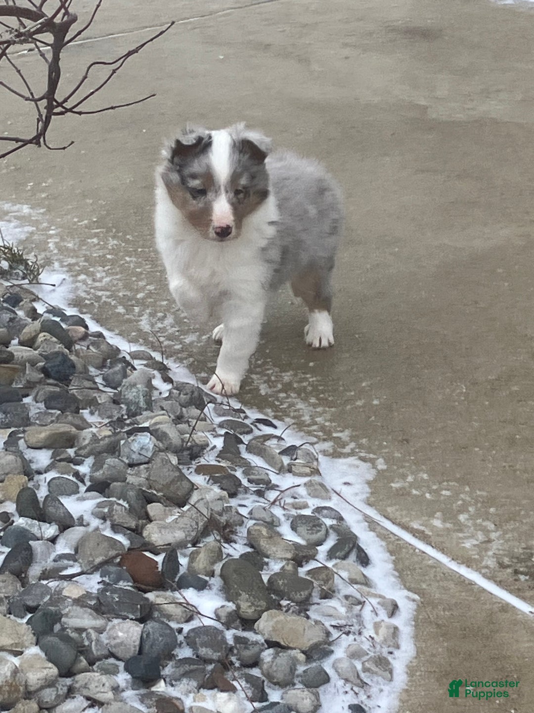 Shetland Sheepdog dogs for sale: Rover - Ad 3