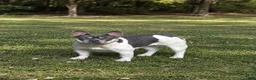 French Bulldog dogs for sale: Laney  - Ad 1