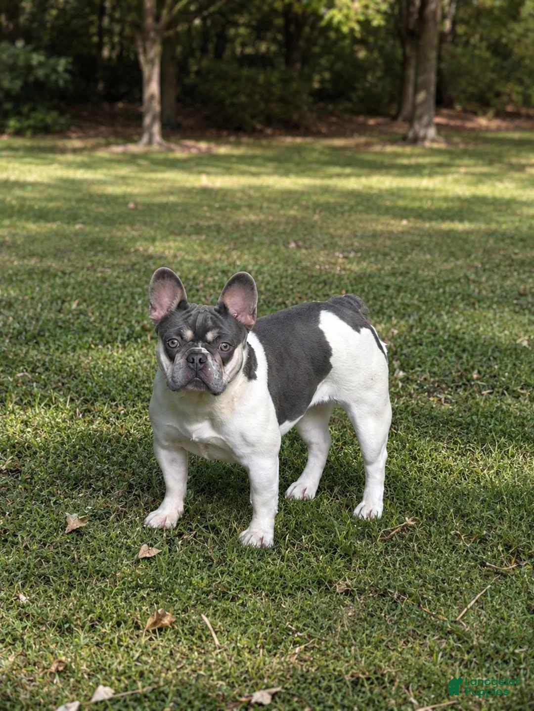French Bulldog dogs for sale: Laney  - Ad 1