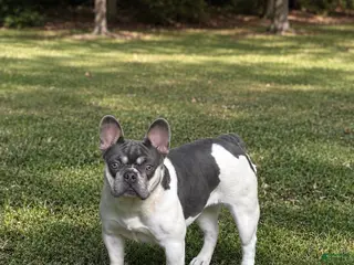 French Bulldog dogs Laney - Ad 26
