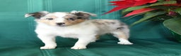 Shetland Sheepdog dogs for sale: Marcie - Ad 3