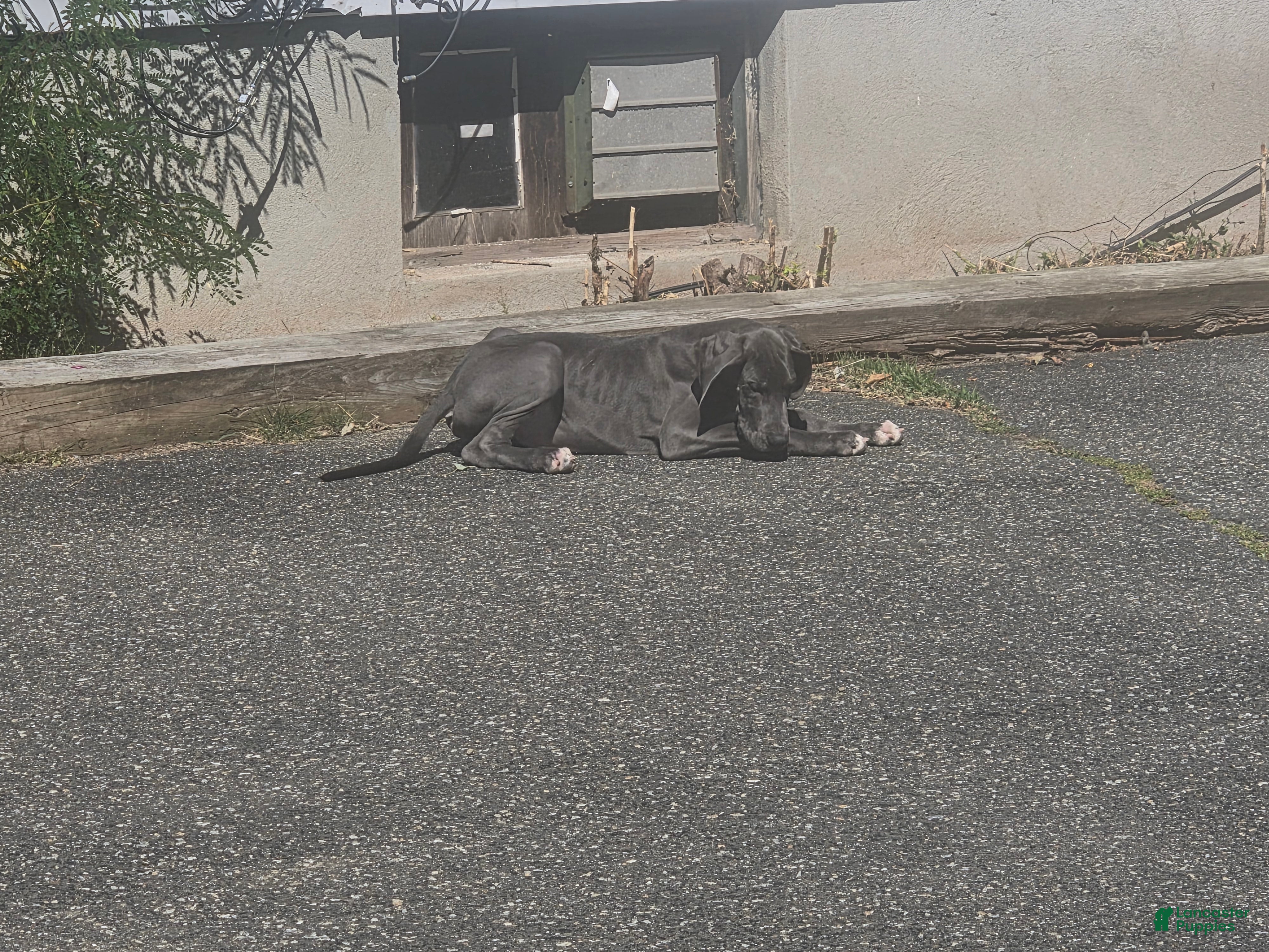 Great Dane dogs Great Dane 7  - Ad 1