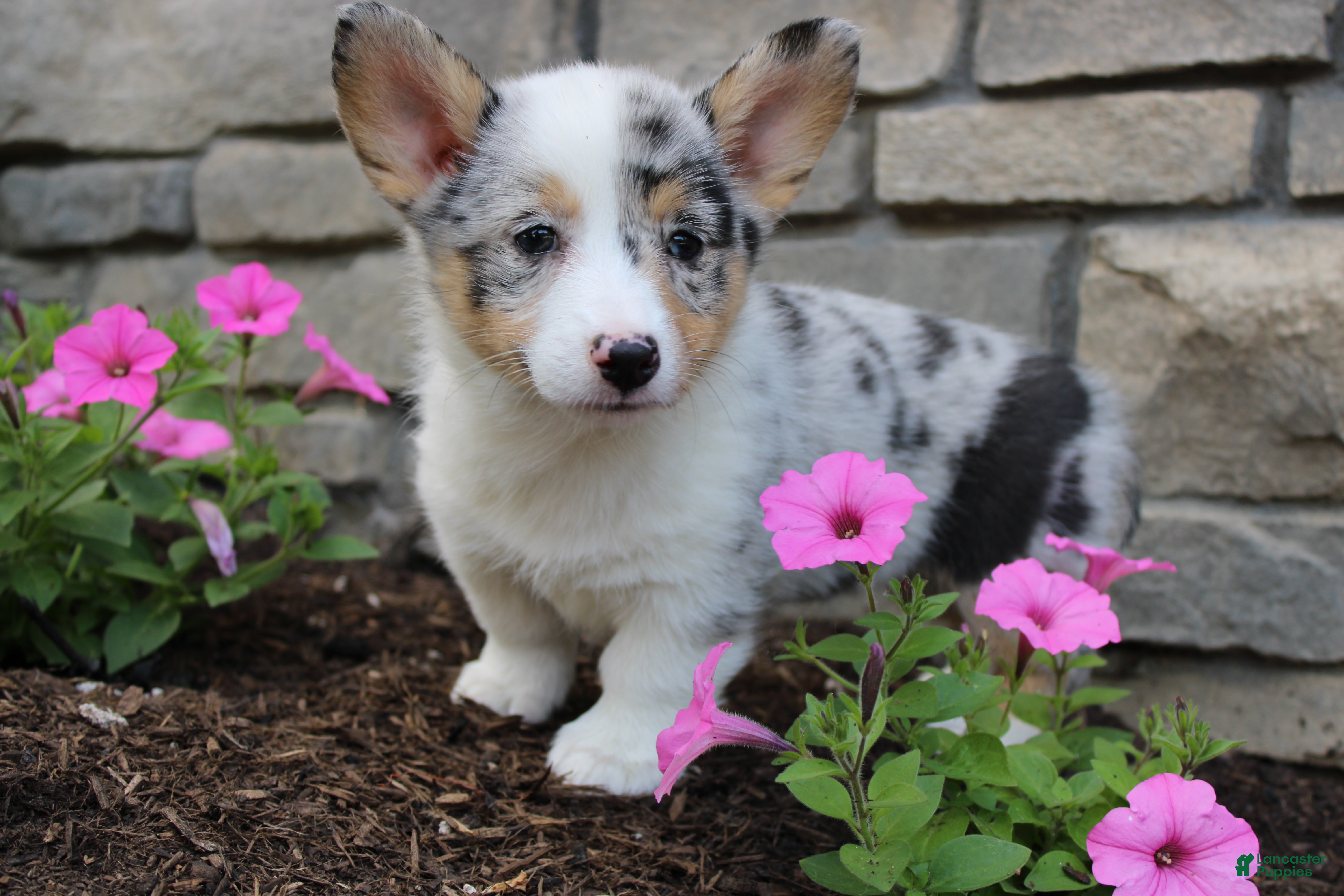 Welsh Corgi Pembroke dogs Daisy - Ad 1