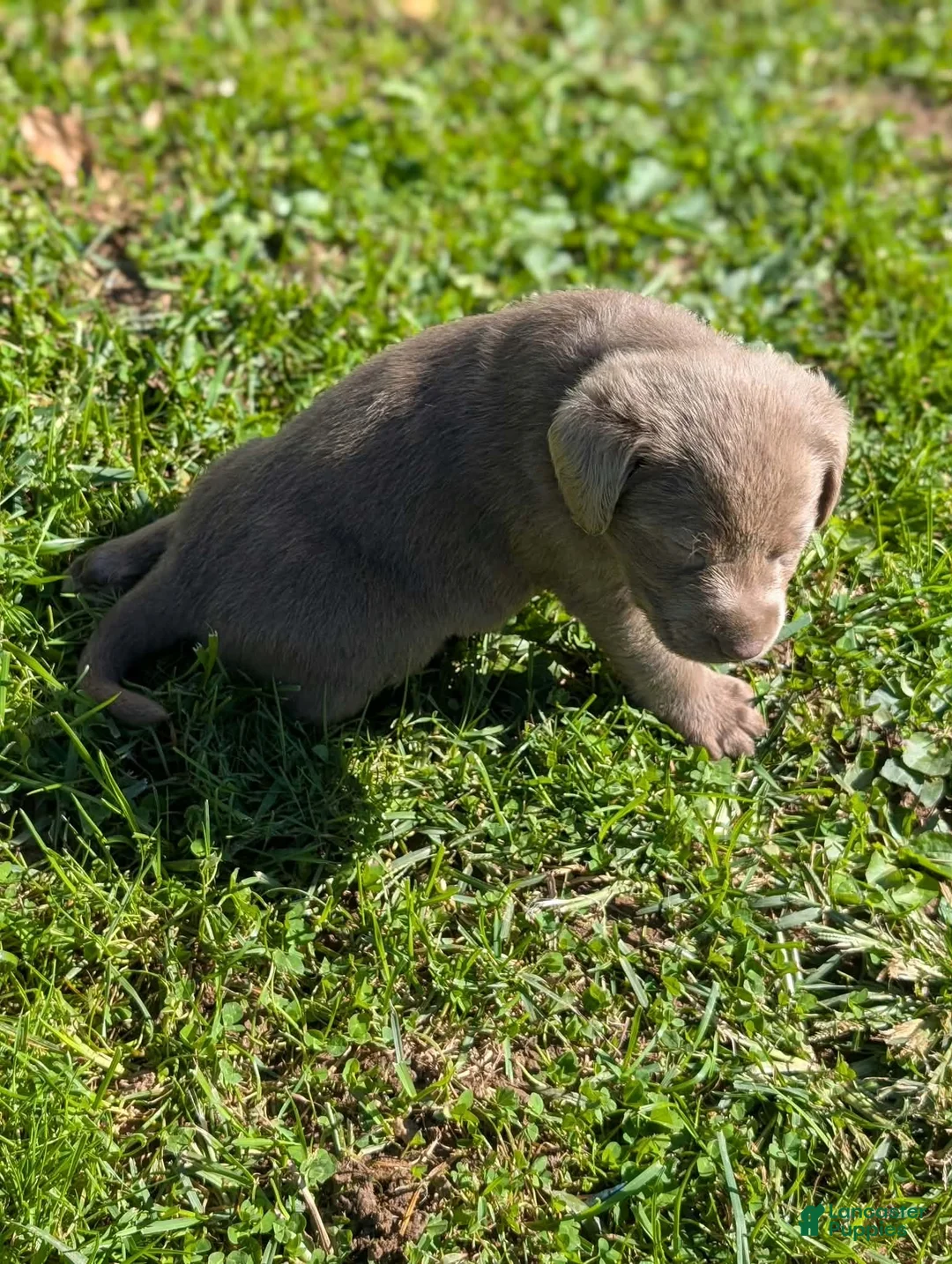 Labrador Retriever dogs for sale: Misty - Ad 2