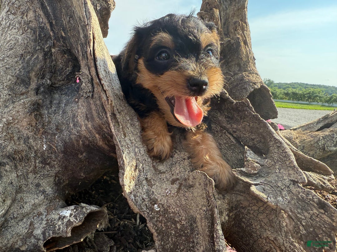 Schnoodle dogs for sale: Isaiah - Ad 16