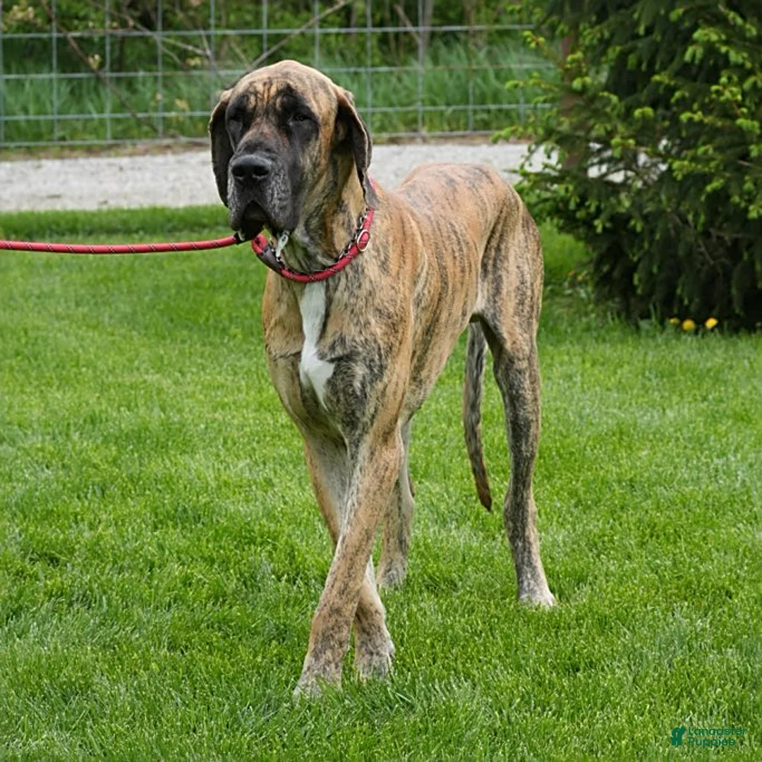 Great Dane dogs for sale: Lewis - Ad 7