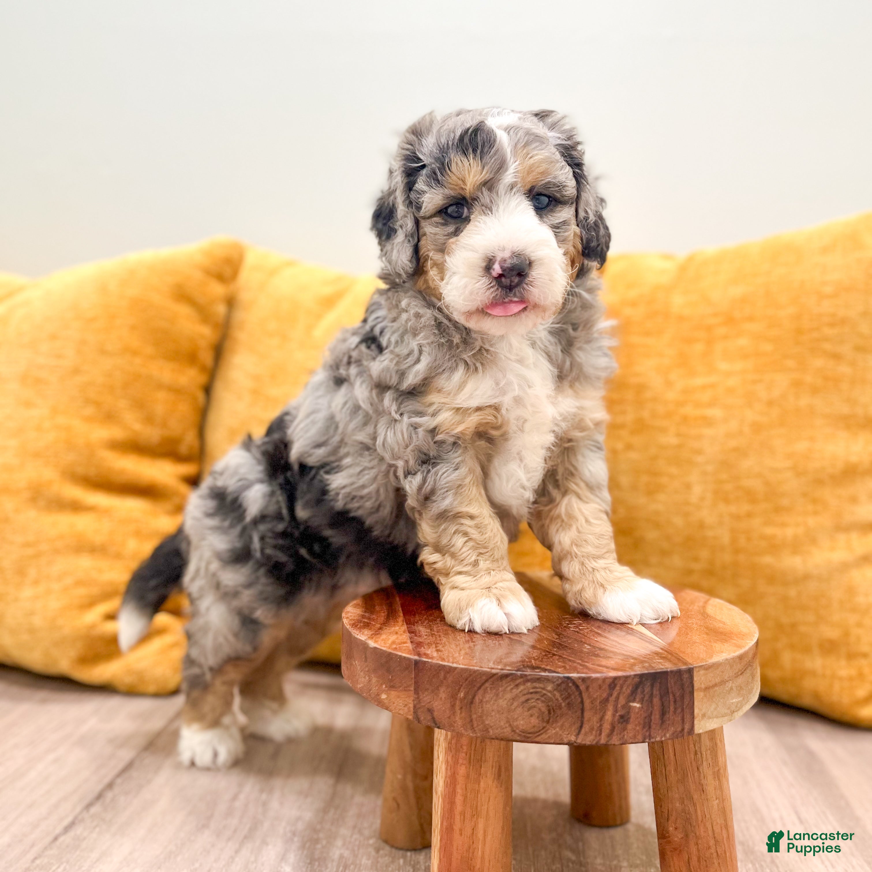 Mini Bernedoodle dogs Bruno - Micro Mini - Ad 1