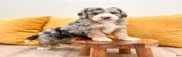 Mini Bernedoodle dogs for sale: Bruno - Micro Mini - Ad 1