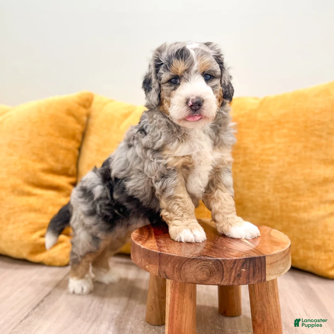 Mini Bernedoodle dogs for sale: Bruno - Micro Mini - Ad 1