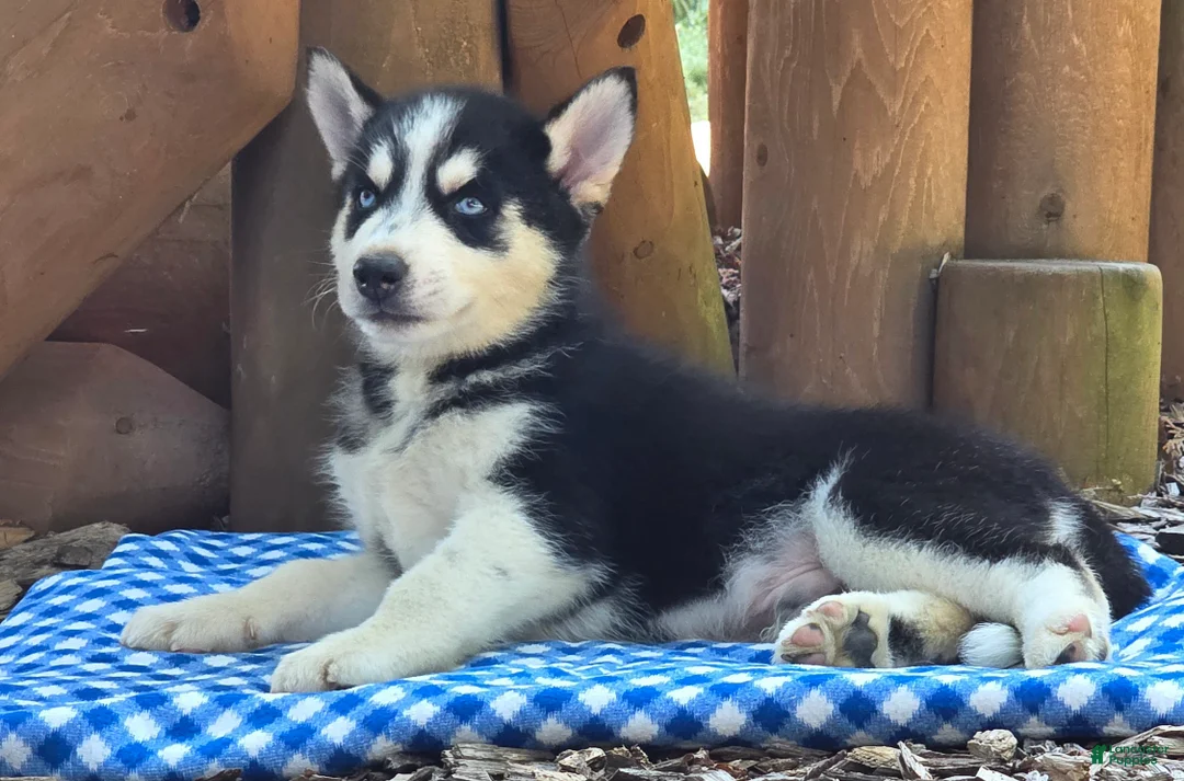 Siberian Husky dogs for sale: Fonzo - Ad 2
