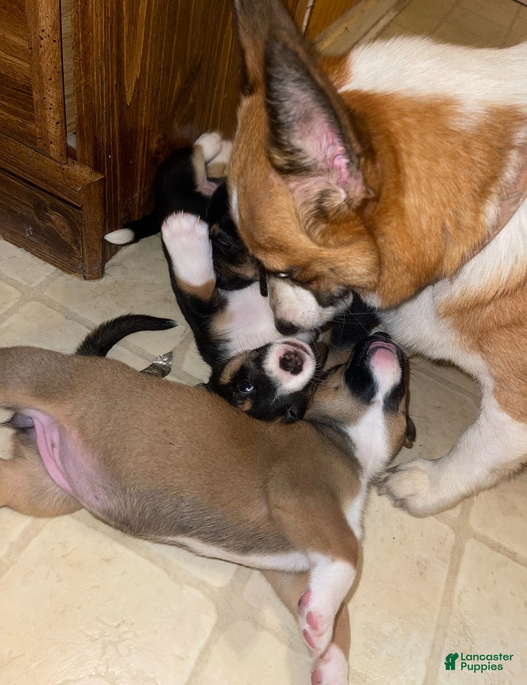 Mixed Breed dogs for sale: Garbanzo - Ad 10