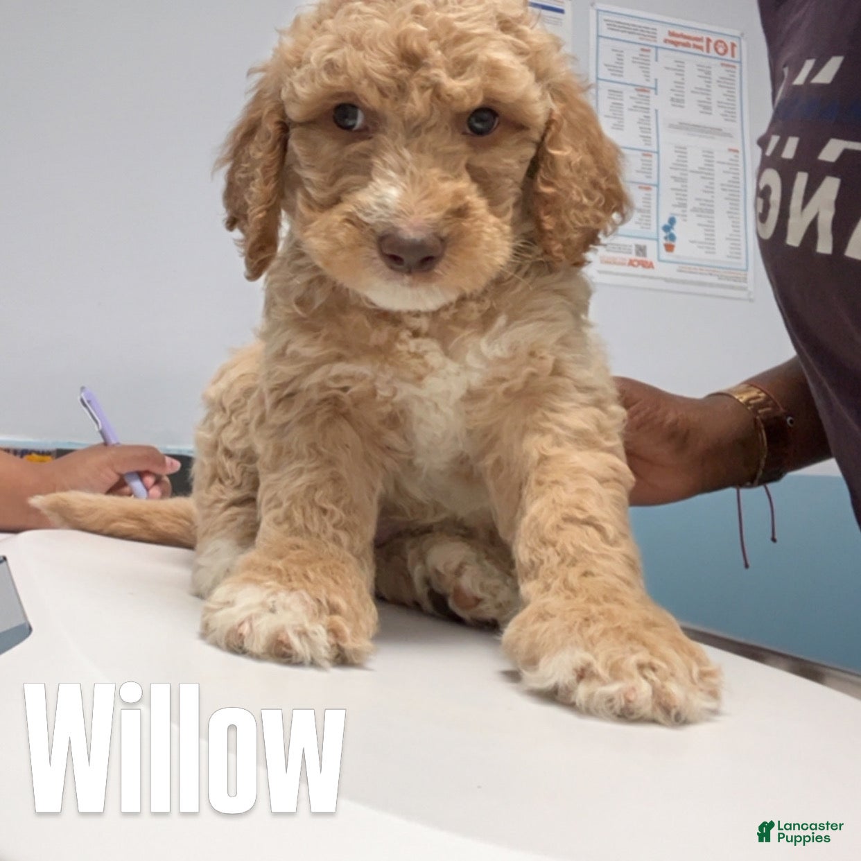 Goldendoodle dogs Willow /Black - Ad 2