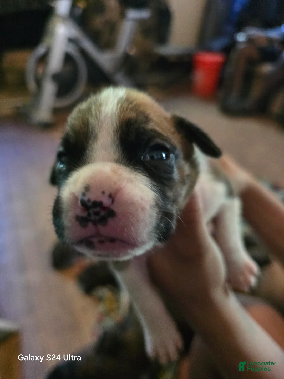 Boxer dogs for sale: Boxer Puppy 3 - Ad 2