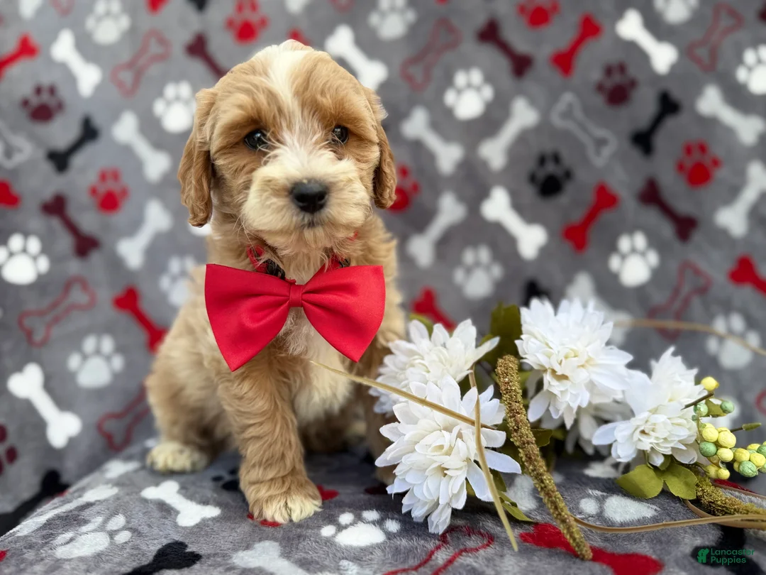 Cockapoo dogs for sale: Whiskey - Ad 2