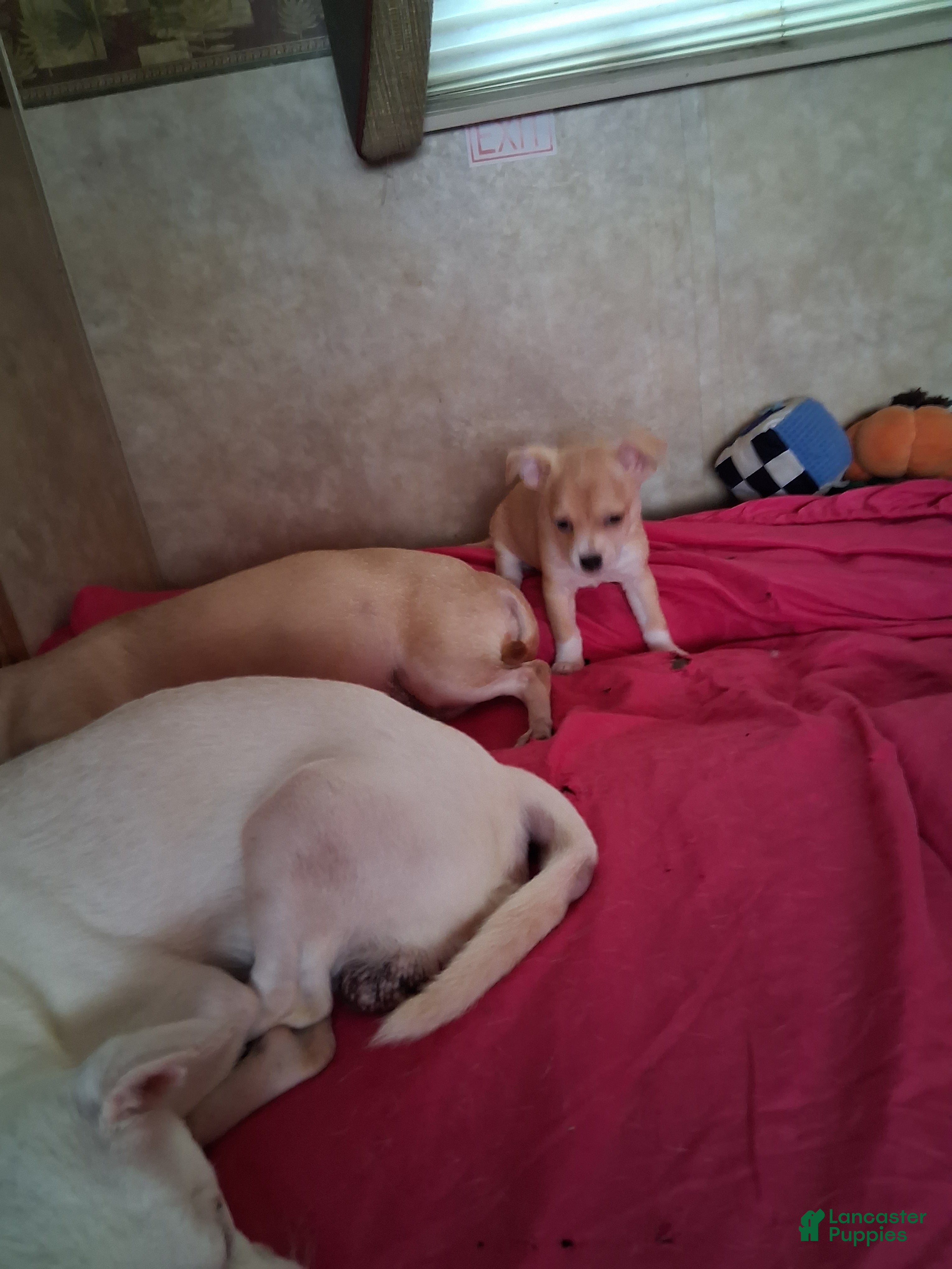 Chihuahua dogs Chihuahua 2 - Ad 20
