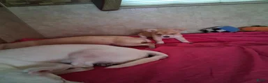 Chihuahua 2
