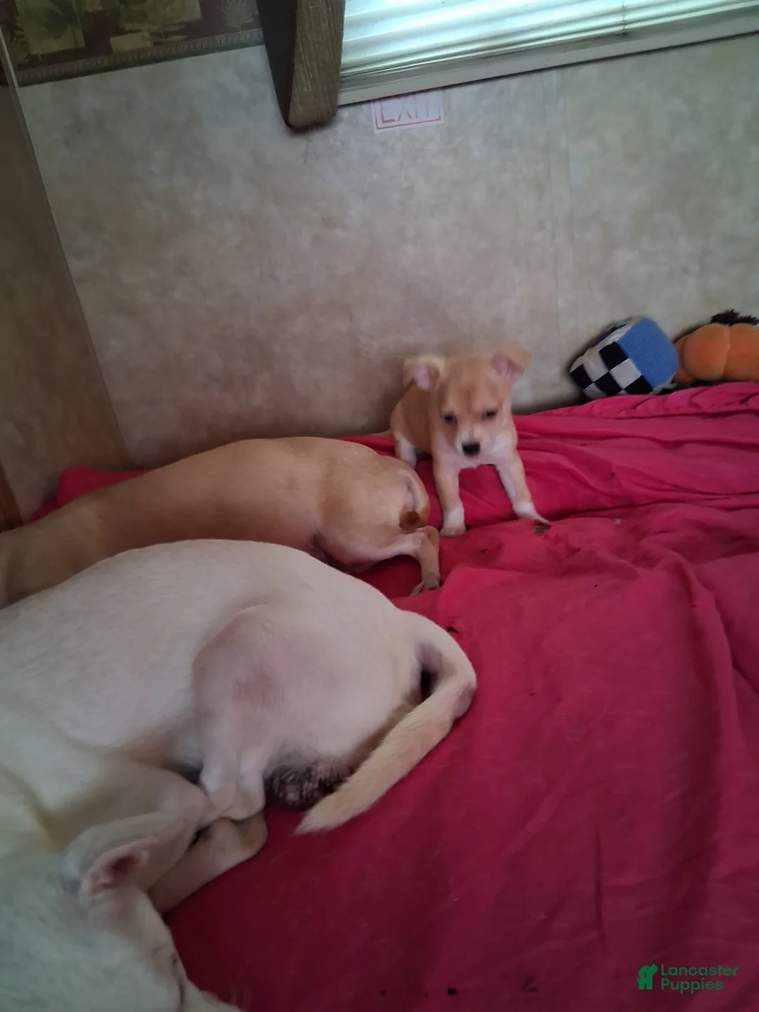 Chihuahua dogs for sale: Chihuahua 2 - Ad 1
