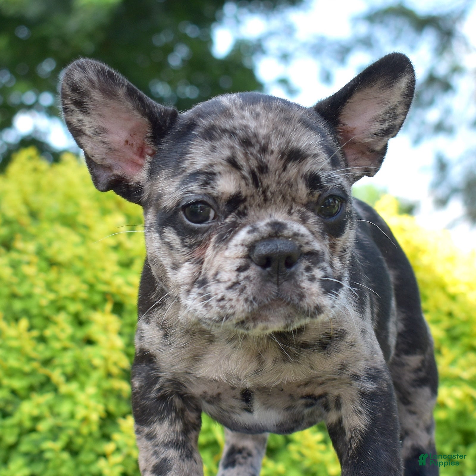 French Bulldog dogs Breeze - Ad 1