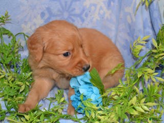 Golden Retriever dogs Akela - Ad 10