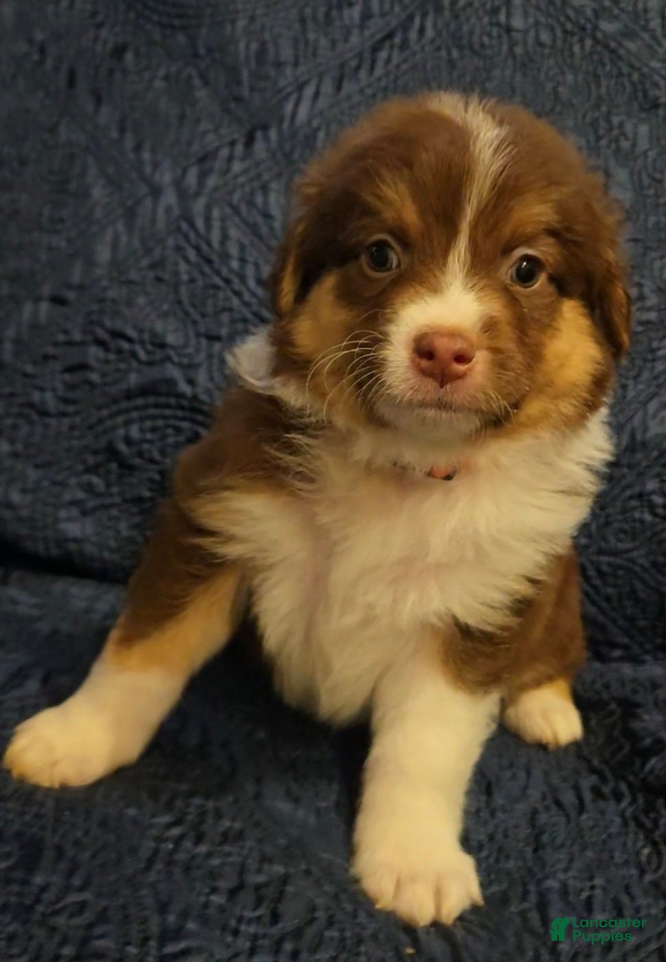 Australian Shepherd dogs Australian Shepherd Puppy 5 - Ad 16