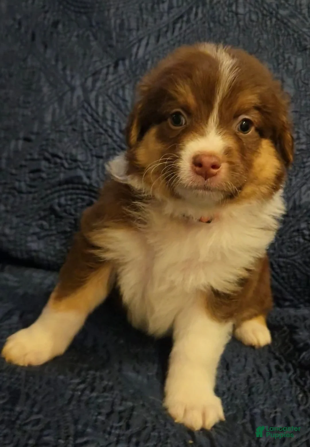 Australian Shepherd dogs for sale: Australian Shepherd Puppy 5 - Ad 1