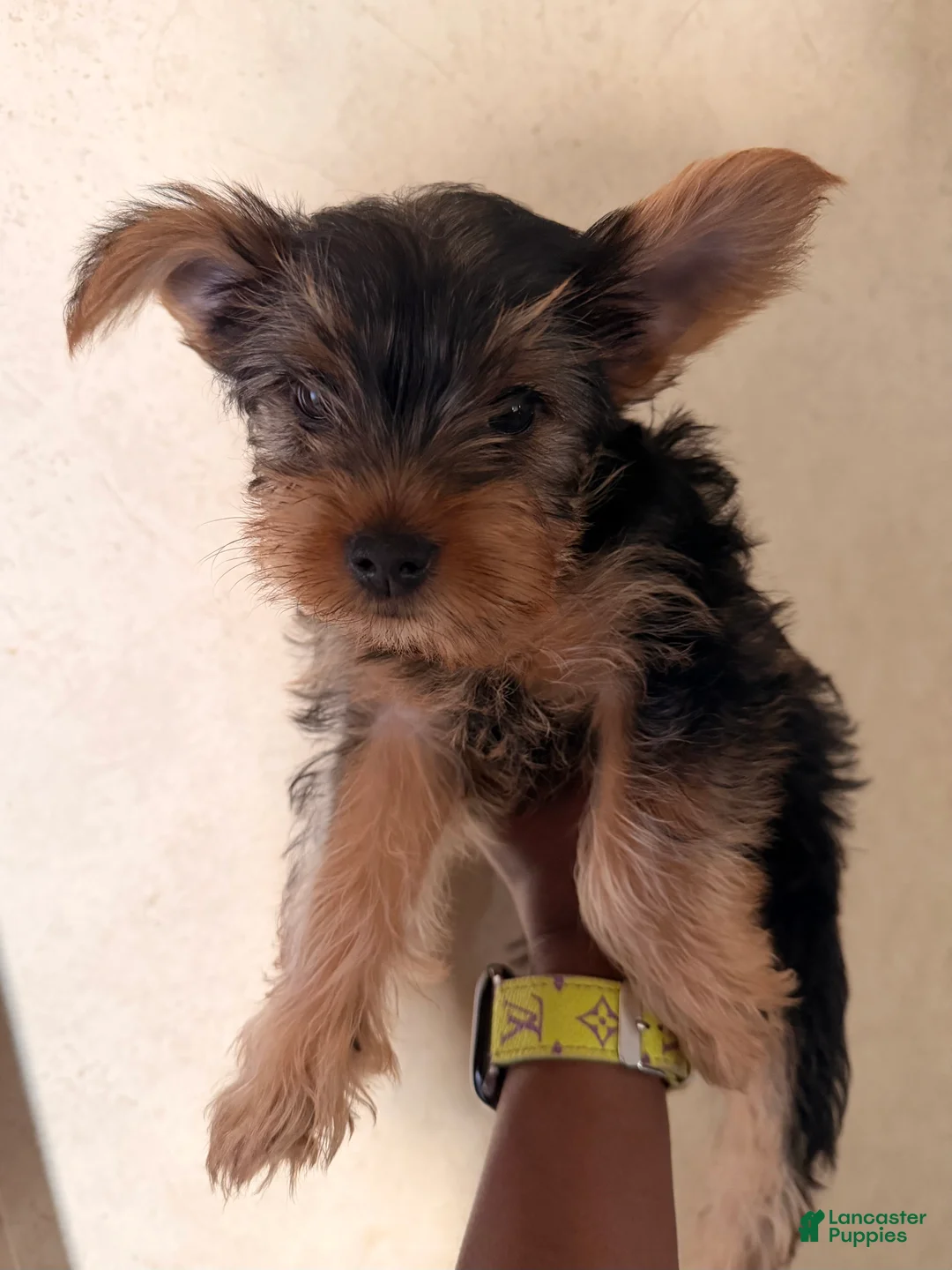 Yorkshire Terrier dogs for sale: Luigi - Ad 1