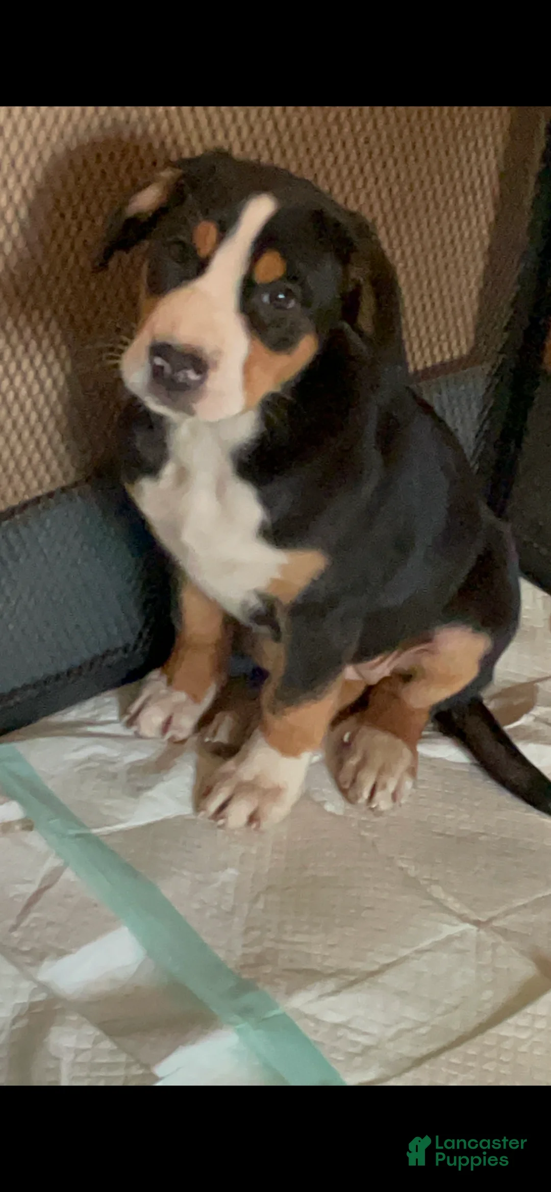 Greater Swiss Mountain Dog dogs for sale: Tess - Ad 3