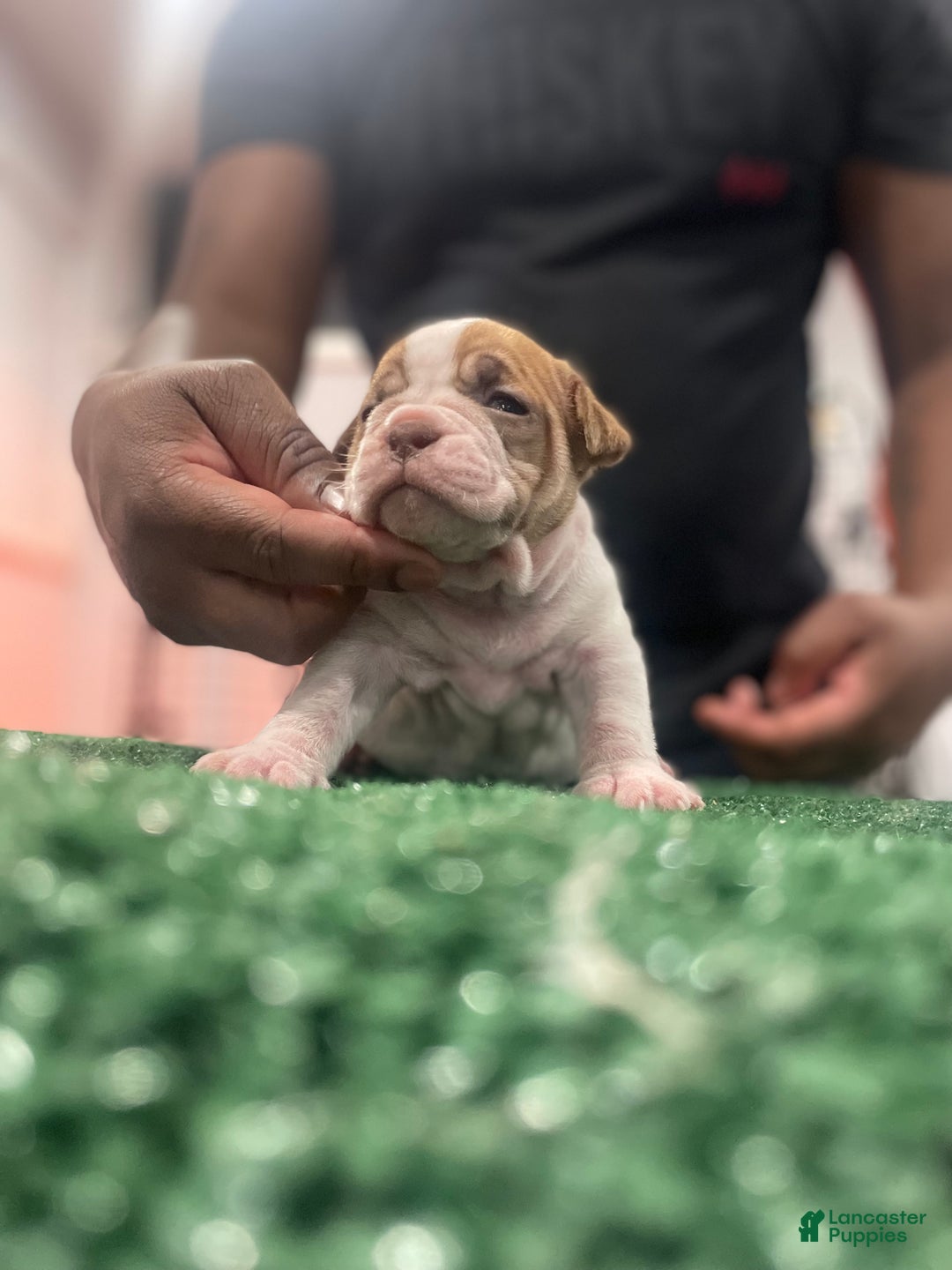 American Bully dogs for sale: American Bully Puppy 3 - Ad 6