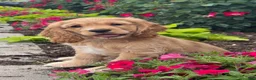 Cocker Spaniel dogs for sale: Chester - Ad 2