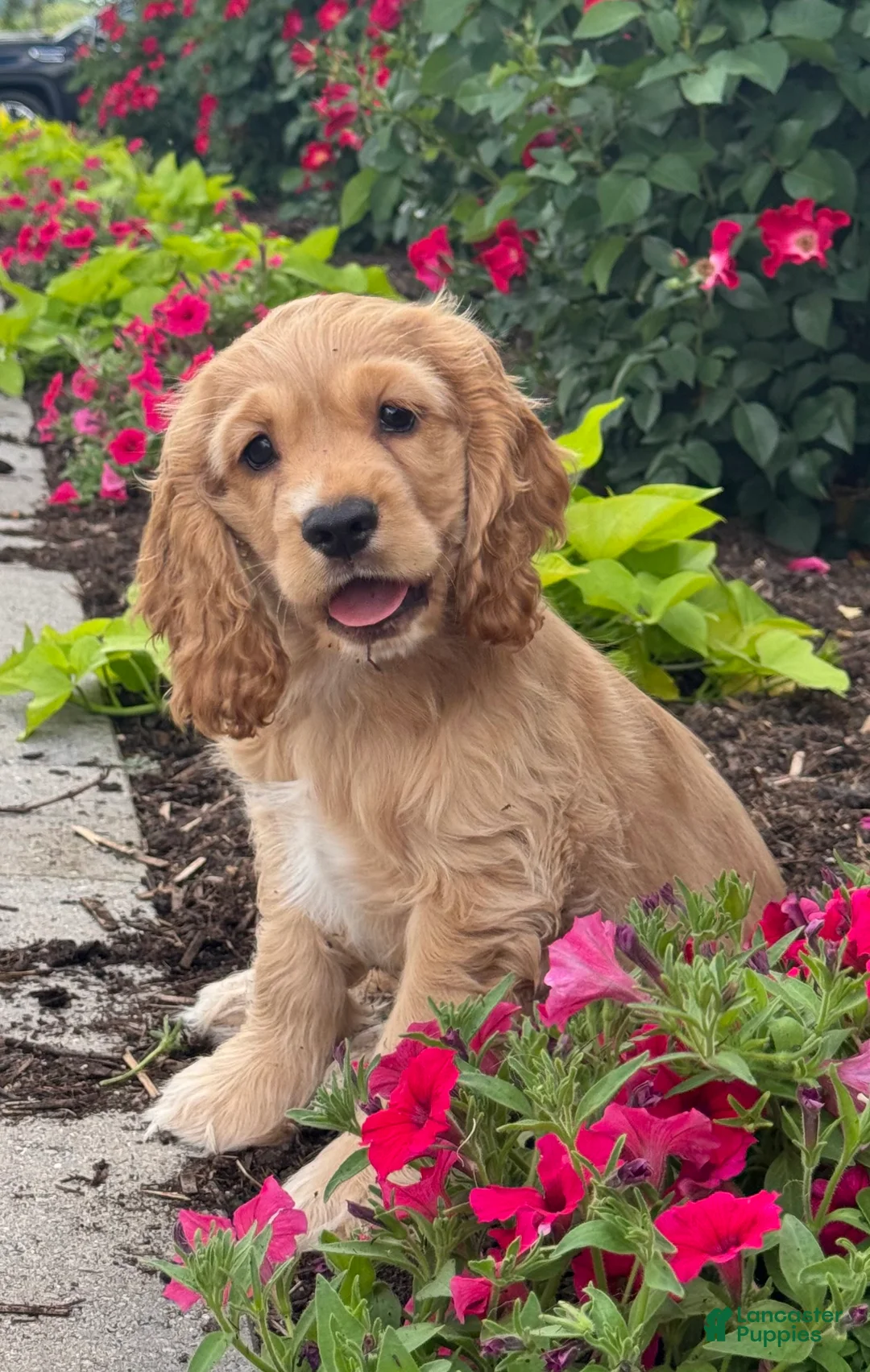 Cocker Spaniel dogs for sale: Chester - Ad 2