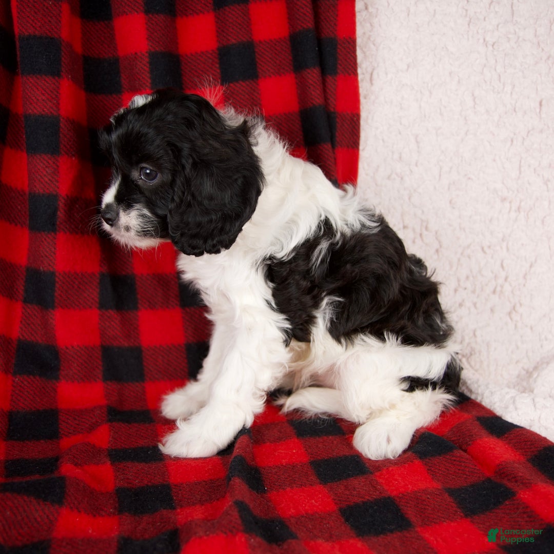 Cavapoo dogs for sale: Stella - Ad 5