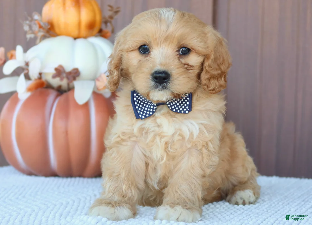 Mixed Breed dogs for sale: Dancier - Ad 1