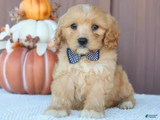 Mixed Breed dogs Dancier - Ad 16