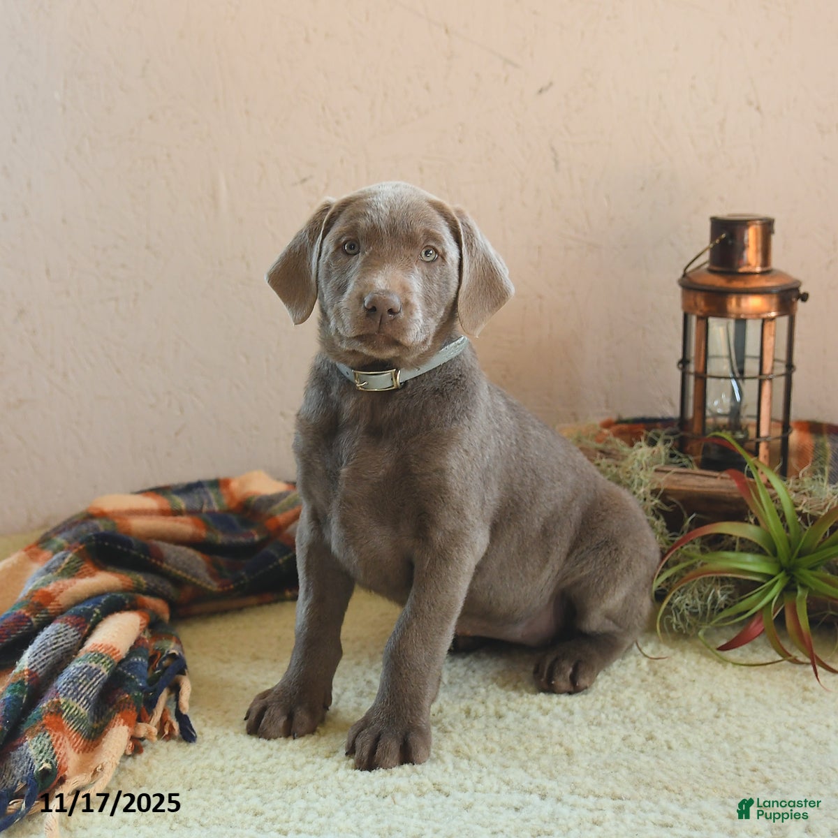 Labrador Retriever dogs Goldie - Ad 31