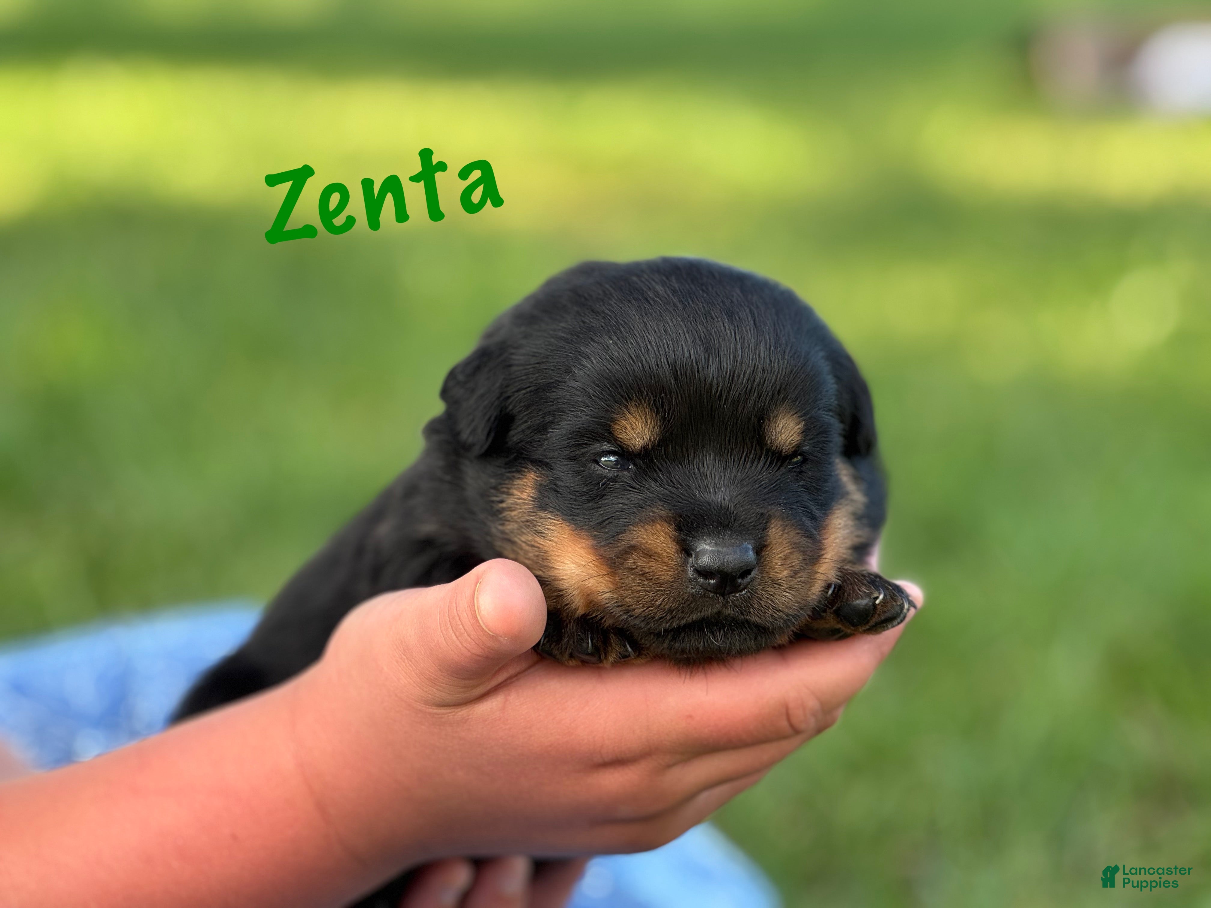 Rottweiler dogs Zenta w LONG TAIL  - Ad 2