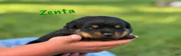 Rottweiler dogs for sale: Zenta w LONG TAIL  - Ad 2