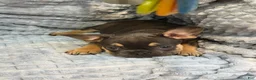French Bulldog dogs for sale: French Bulldog 3 - Ad 4