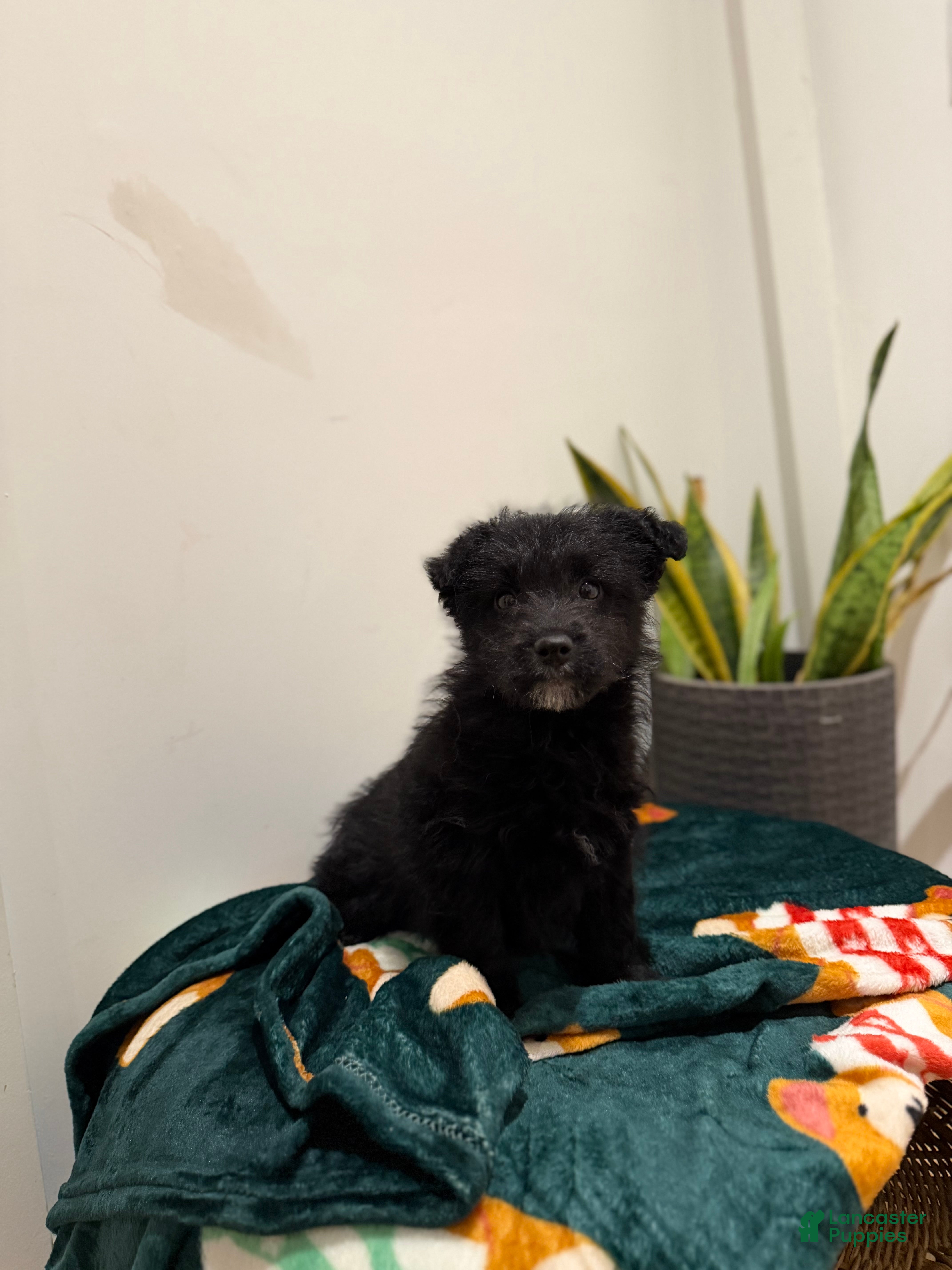 Corgipoo dogs Corgipoo Puppy 1 - Ad 3