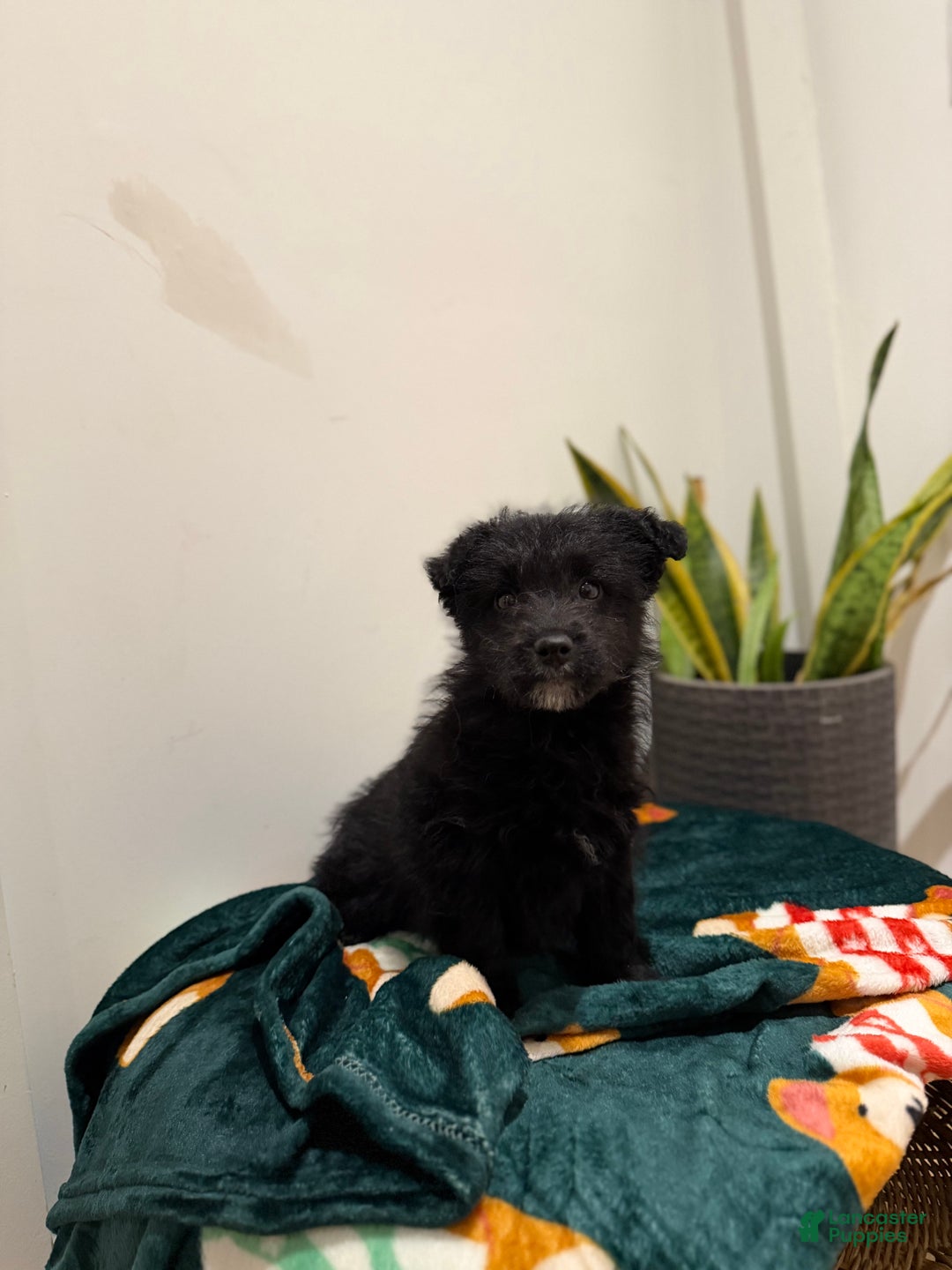 Corgipoo dogs for sale: Corgipoo Puppy 1 - Ad 1