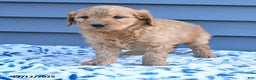 Goldendoodle dogs for sale: Baxter - Ad 4