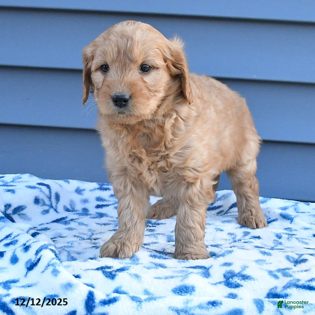 Goldendoodle dogs for sale: Baxter - Ad 4