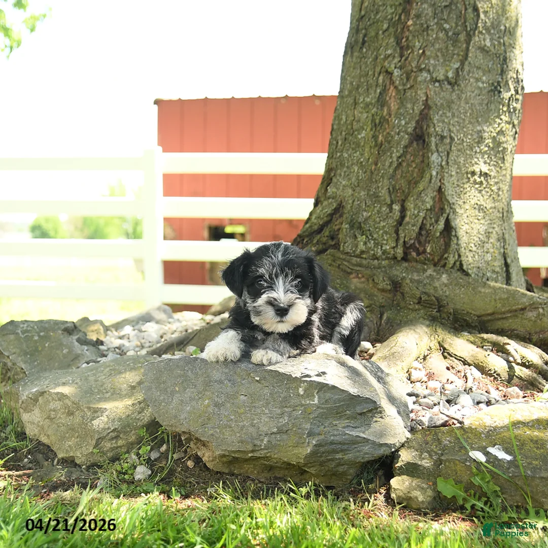 Miniature Schnauzer dogs for sale: Lola - Ad 1