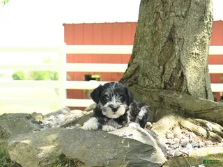 Miniature Schnauzer dogs for sale: Lola - Ad 2