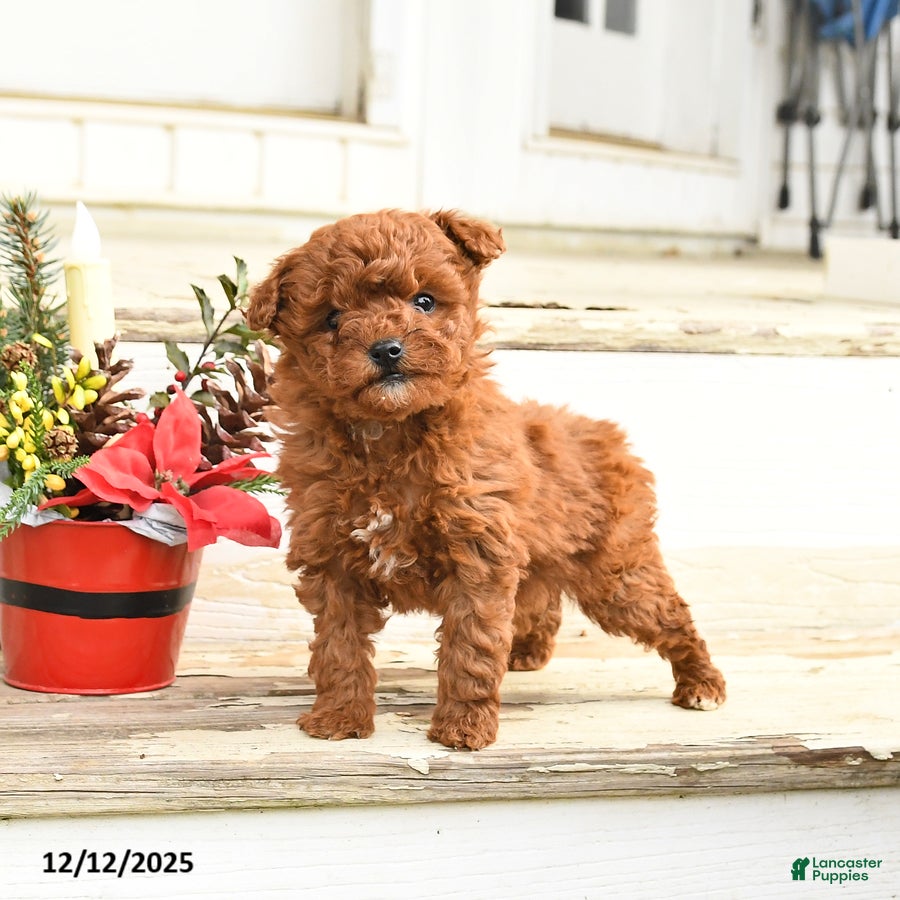 Miniature Labradoodle dogs Amber - Ad 8