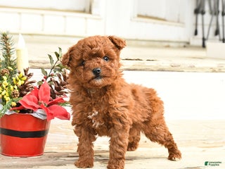 Miniature Labradoodle dogs Amber - Ad 2