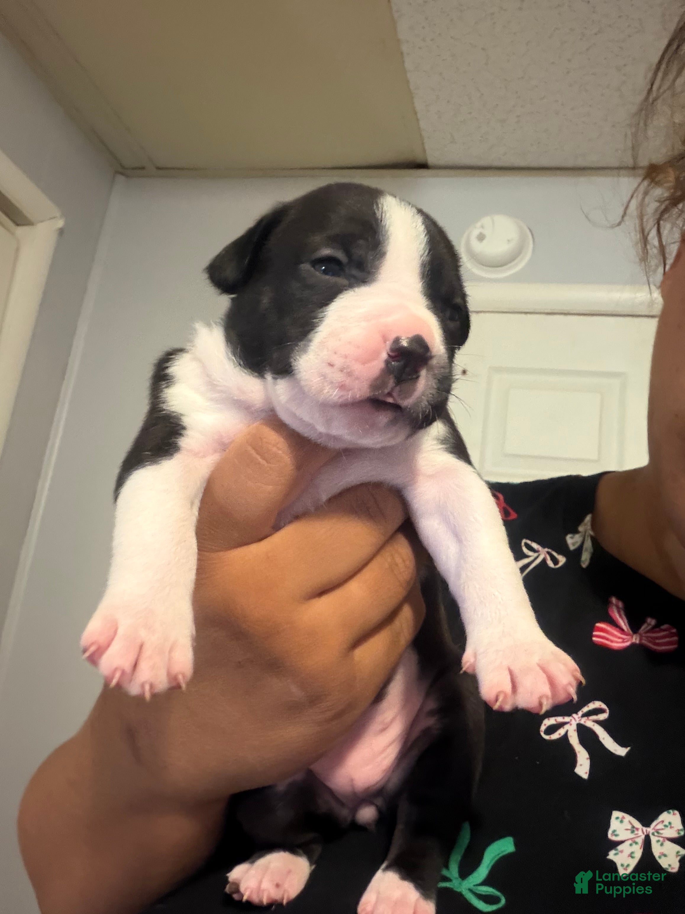 American Staffordshire Terrier dogs American Staffordshire Terrier 2 - Ad 2
