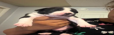 American Staffordshire Terrier 2