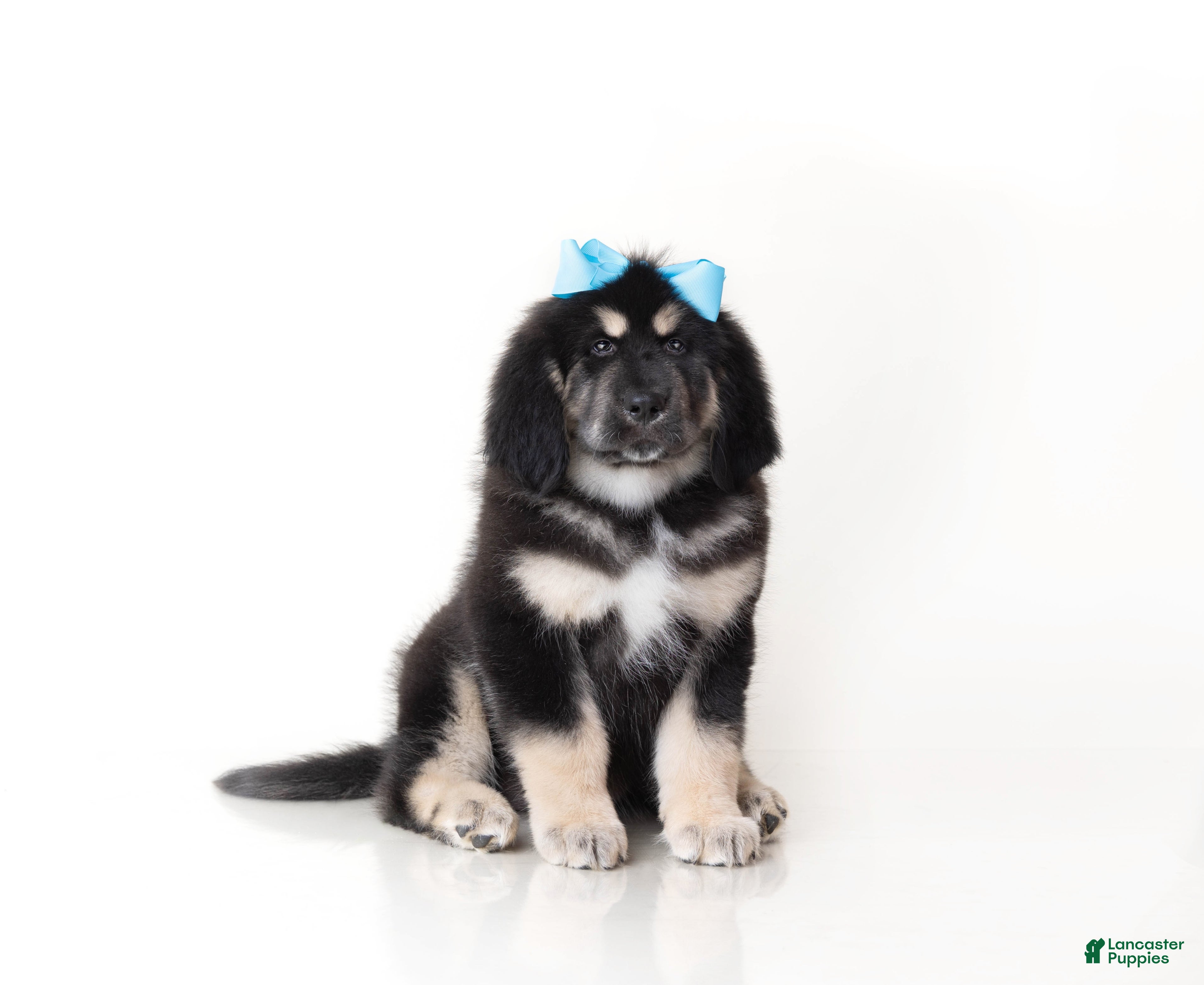 Tibetan Mastiff dogs Tibetan Mastiff Puppy | Blue Girl  - Ad 1