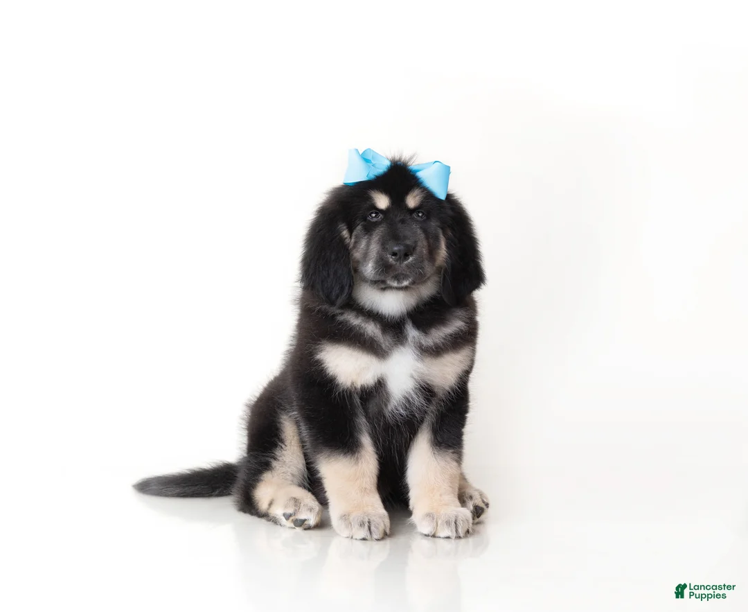 Tibetan Mastiff dogs for sale: Tibetan Mastiff Puppy | Blue Girl  - Ad 1